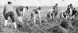 Het oogsten van meekrap op boerderij ‘Spuiwijk’ van burg. J.C. v.d. Have in Oosterland (1913).