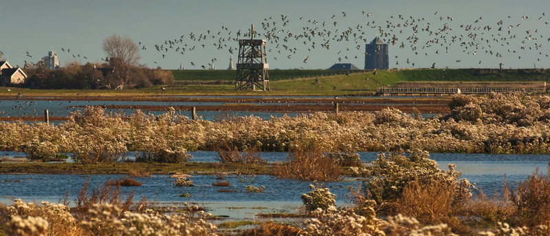 Foto van het natuurgebied Tureluur