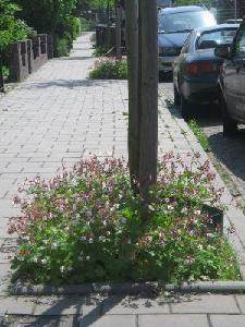 Boomspiegel, boom op het trottoir met bloemen er om heen geplant