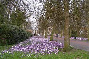 Paarse bloemen in de berm