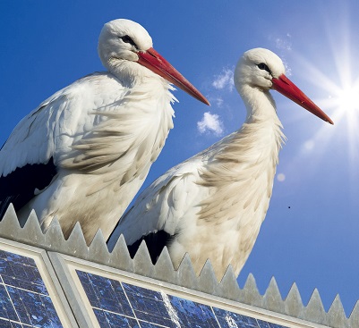 Twee ooievaars op een dak met zonnepanelen