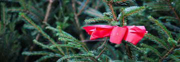 kerstboom met rode strik