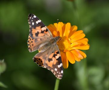 vlinder op een bloem