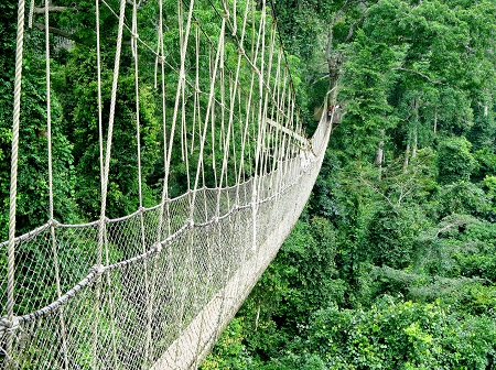 Kakum National Park (c) Steve Heap.Shutterstock