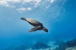 ACU Blue Charter fellows: working together to tackle marine plastic pollution