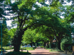 Straat met aan weerszijden bomen die bovenin naar elkaar toe zijn gegroeid. Aan de rechterkant en linkerkant een stoep. Met rechts hagen langs tuinen. Op de achtergrond een auto in een parkeervak.