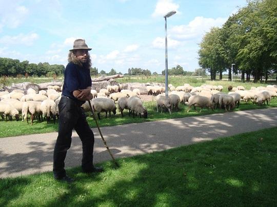 Herder Roelof met zijn schapen in Stadspark De Grolse Weiden