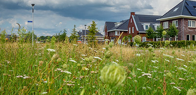 gras voor huizen biodiversiteit