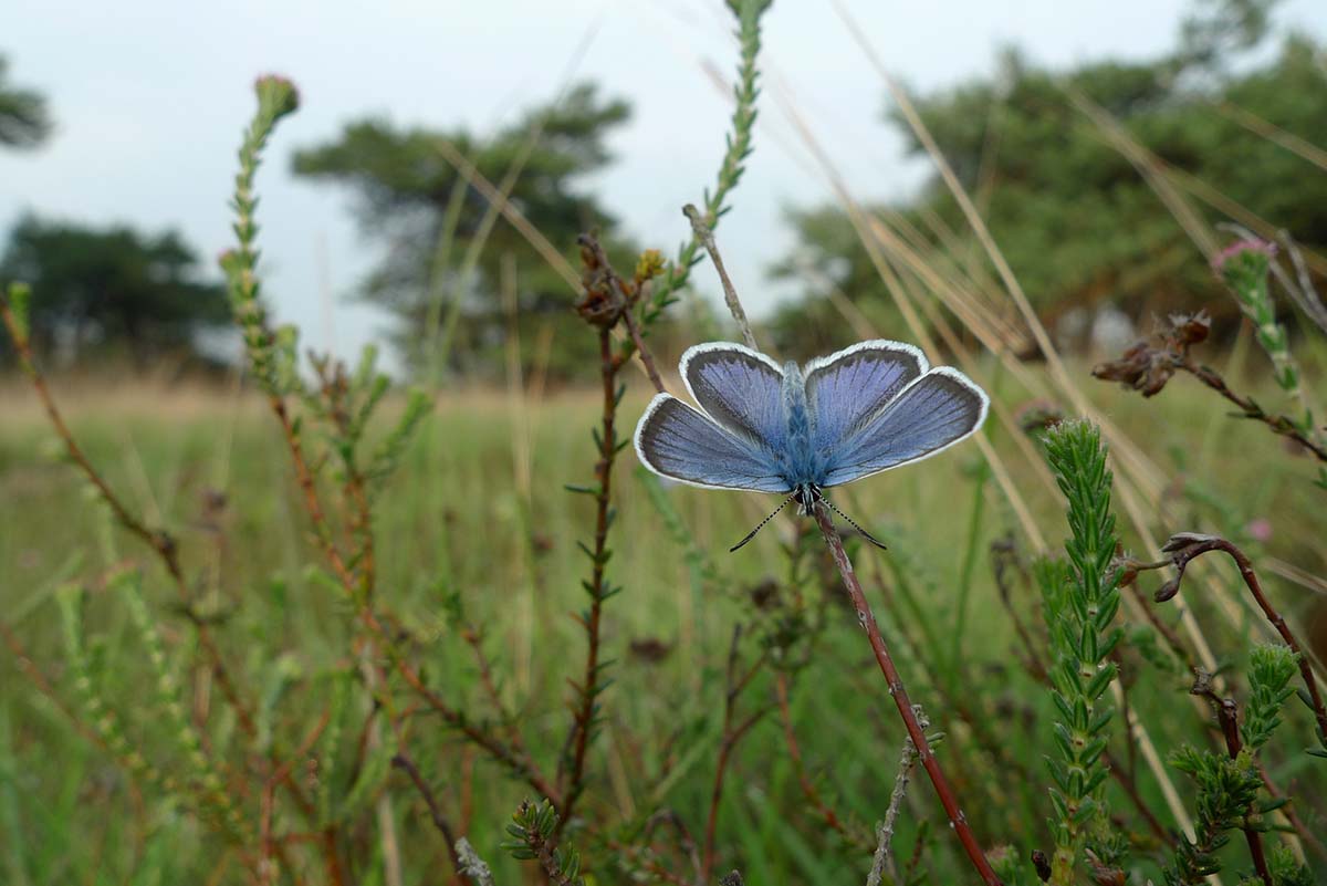 landschap met blauwe vlinder