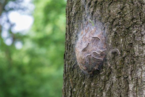 Processierupsen op boom