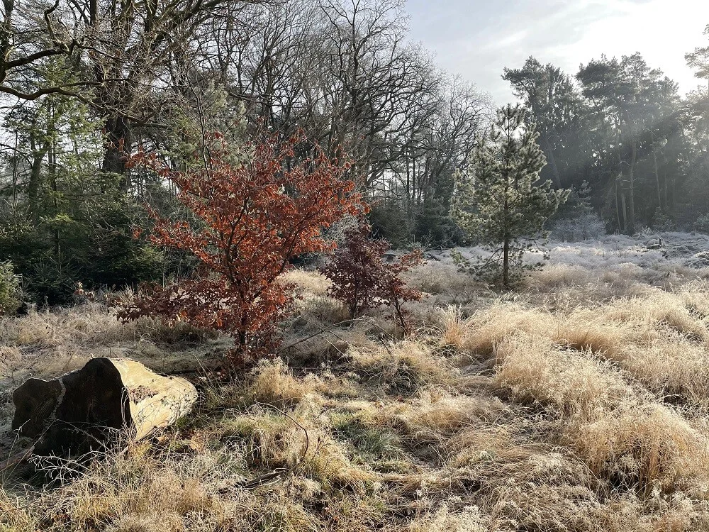 Herfst op de Willem Arntsz Hoeve. De natuur is prachtig (Vrienden van de WA Hoeve)