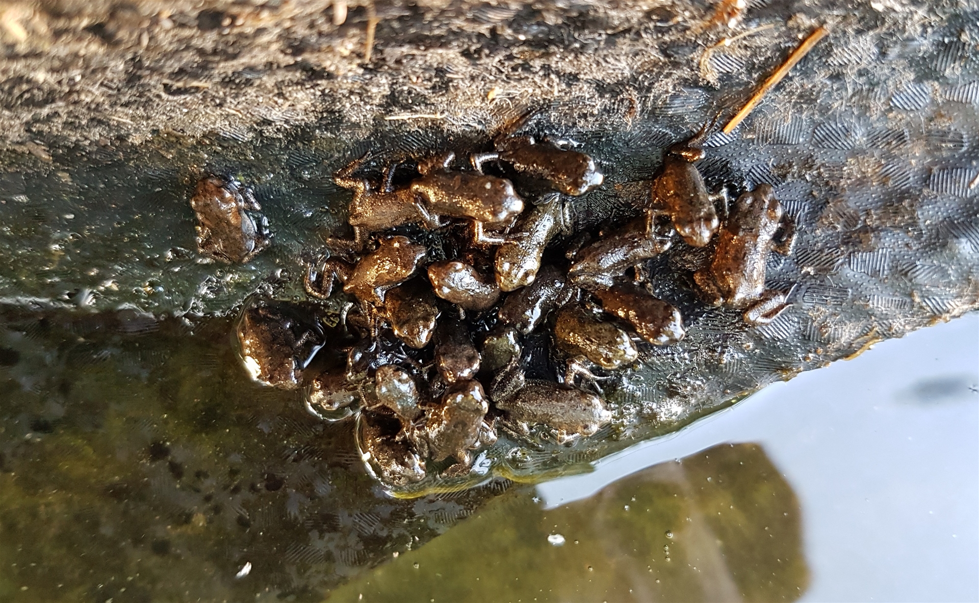 Babypadjes op beschoeiing