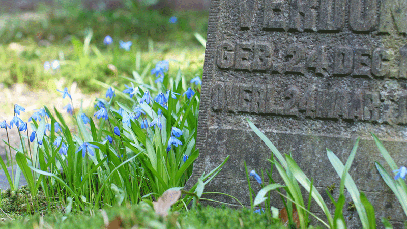 voorjaarsbloemen bij grafsteen